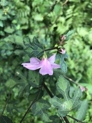 Urena procumbens