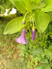 Eriolarynx australis