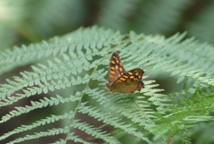 Pararge aegeria aegeria