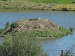 Anthropoides paradiseus