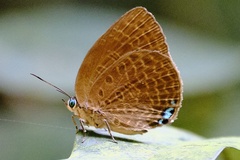 Arhopala epimuta