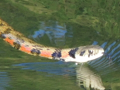 Rhabdophis tigrinus