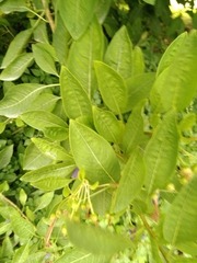 Eriolarynx australis