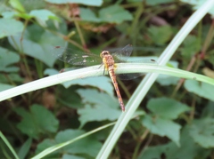 Sympetrum frequens