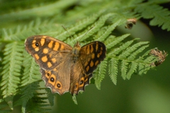 Pararge aegeria aegeria