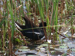 Gallinula chloropus meridionalis