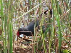 Gallinula chloropus meridionalis