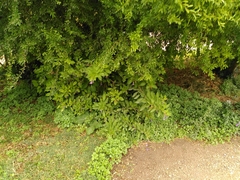 Eriolarynx australis