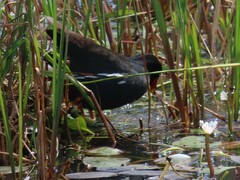 Gallinula chloropus meridionalis