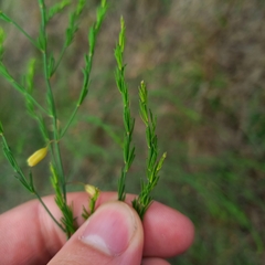 Asparagus officinalis