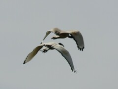 Threskiornis aethiopicus