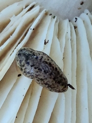 Philomycus carolinianus