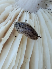 Philomycus carolinianus