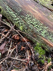 Chlorosplenium chlora