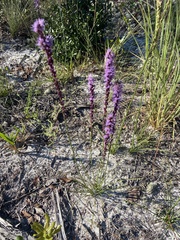 Liatris laevigata