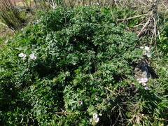 Sphaeralcea purpurata