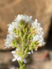 Selago glomerata