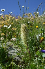 Campanula thyrsoides