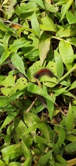 Nymphalidae