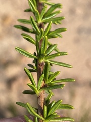 Selago glomerata