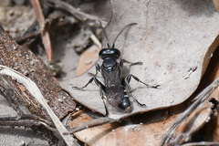 Crabroninae