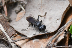 Crabroninae