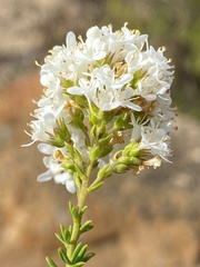 Selago glomerata