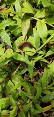 Nymphalidae