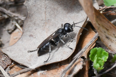 Crabroninae