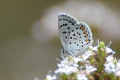 Plebejus argus
