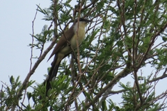 Coccyzus melacoryphus