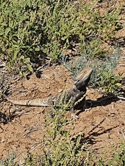 Pogona vitticeps