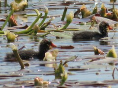 Fulica cristata