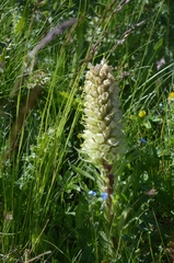 Campanula thyrsoides