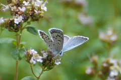 Plebejus argus