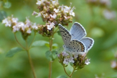 Plebejus argus
