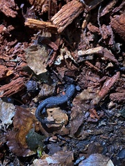 Triturus cristatus