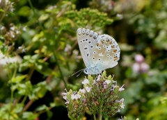 Polyommatus bellargus