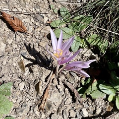 Colchicum autumnale