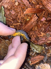 Triturus cristatus