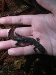 Triturus cristatus