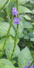 Stachytarpheta urticifolia