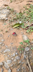 Diaethria clymena