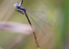 Lestes congener