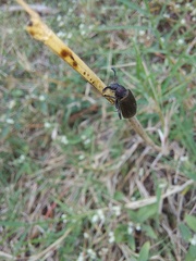 Lagria villosa