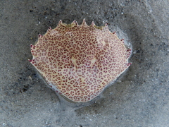 Ovalipes ocellatus