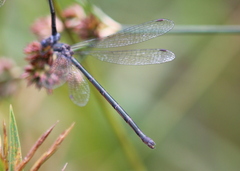 Lestes congener