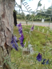 Vicia villosa