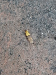 Stathmopoda