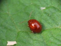 Sphaeroderma testaceum